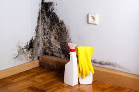 Mold Prevention & Removal